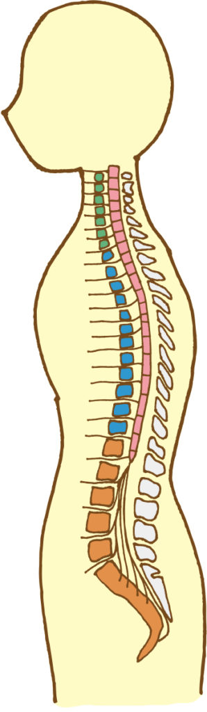 脊髄神経