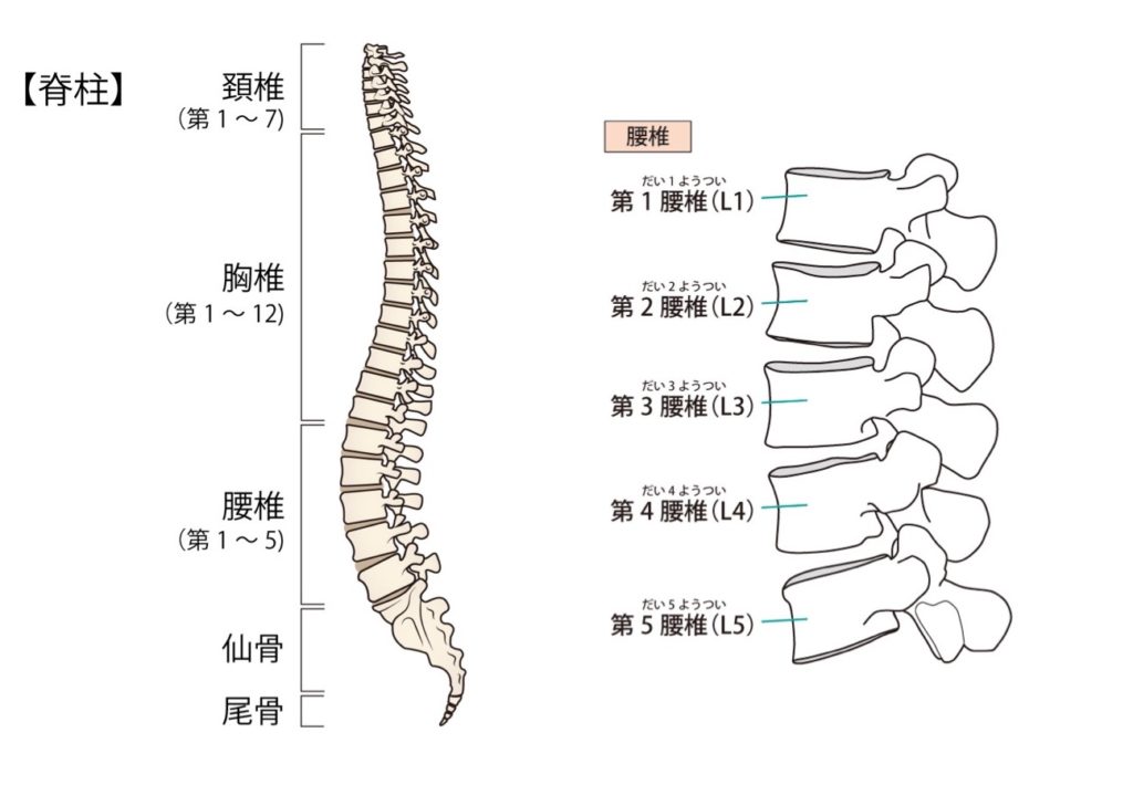 背骨と腰椎