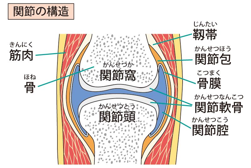 膝関節の内部