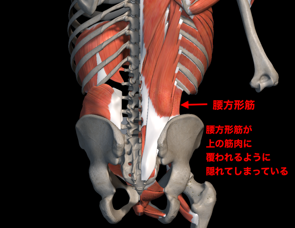 骨盤周りの解剖図