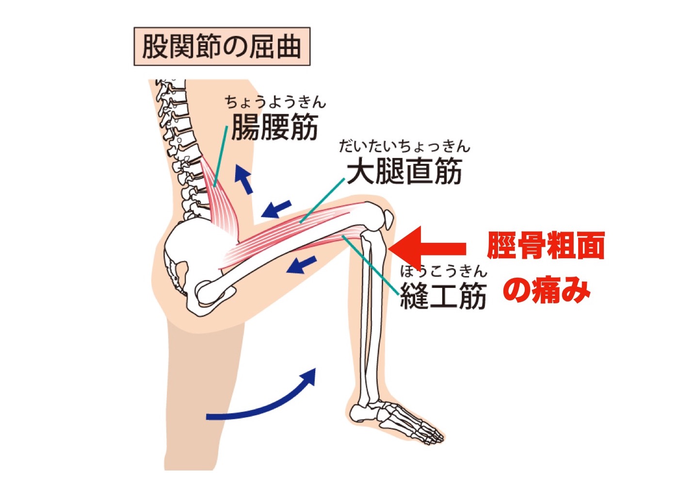 膝関節の屈曲